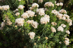 Ozothamnus turbinatus