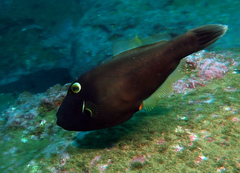 Eubalichthys bucephalus