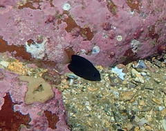 Ctenochaetus binotatus