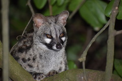 Genetta tigrina