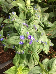 Pentaglottis sempervirens
