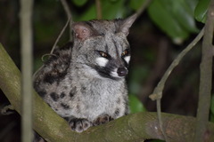 Genetta tigrina