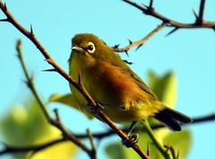 Zosterops mayottensis