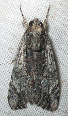 Ulotrichopus tinctipennis