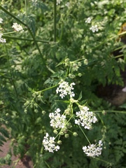 Anthriscus sylvestris