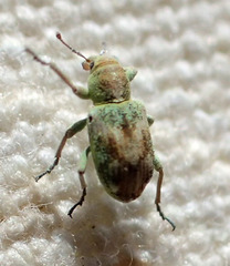 Coniatus splendidulus