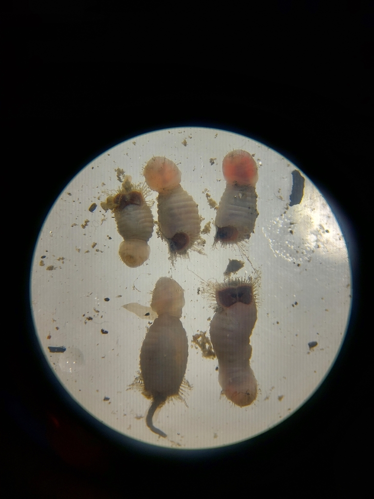 Bristle worm