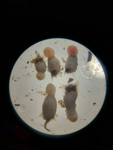 Bristle worm