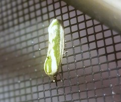 Earias huegeliana