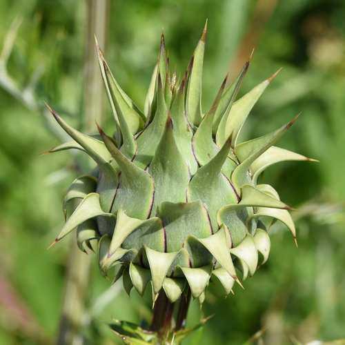 Dwarf Artichoke