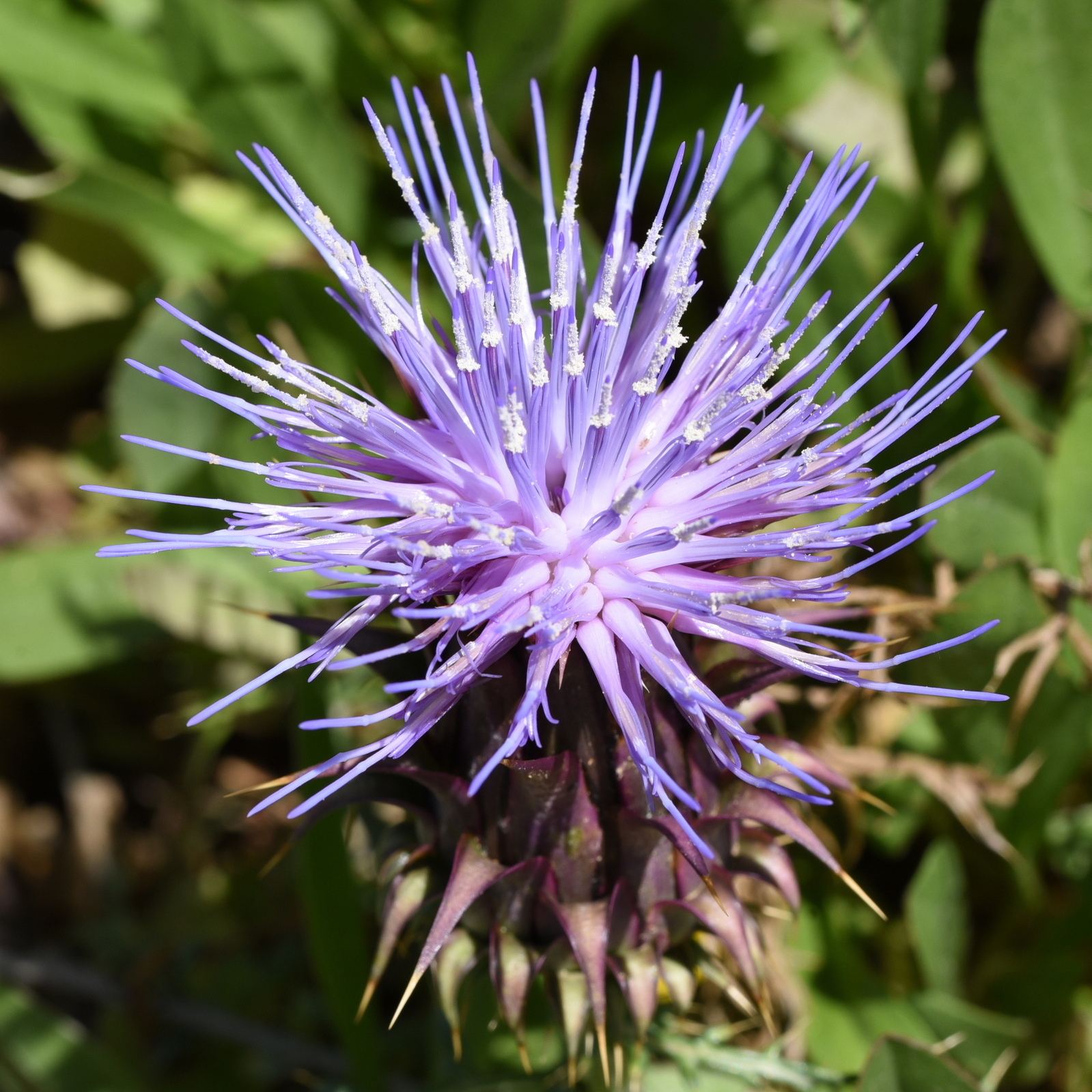 Cynara