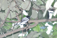 Terpsiphone mutata pretiosa