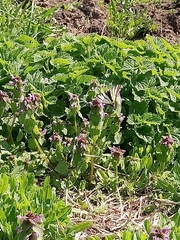 Iphiclides podalirius