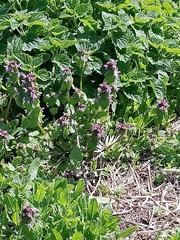 Iphiclides podalirius