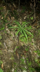 Arisaema formosanum
