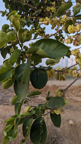 Image of Holoptelea integrifolia by (c) Ravuri Krishna Chaitanya, some rights reserved (CC BY)