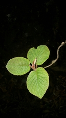 Actinidia setosa