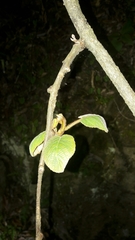 Actinidia setosa