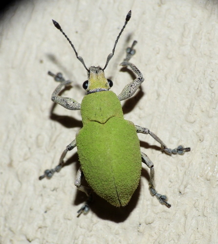 Litostylus diadema