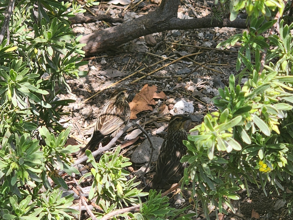 Florida Red-winged Blackbird
