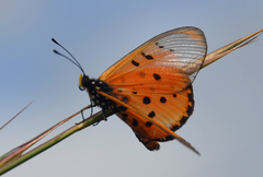 Acraea neobule
