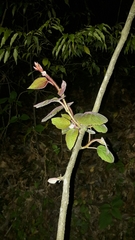 Actinidia setosa