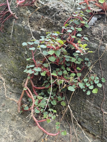 Ceylon Balsam (Impatiens repens)