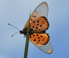 Acraea neobule