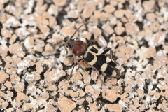 Chlorophorus trifasciatus