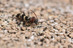 Chlorophorus trifasciatus