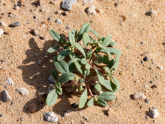 Gisekia pharnaceoides