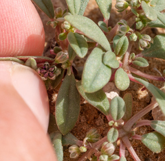 Gisekia pharnaceoides