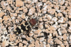 Chlorophorus trifasciatus