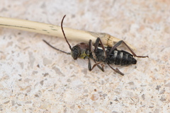 Chlorophorus trifasciatus