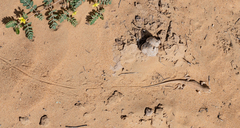 Acanthodactylus schmidti