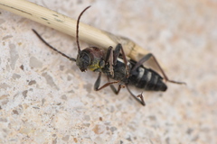 Chlorophorus trifasciatus