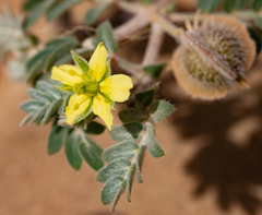 Tribulus pentandrus