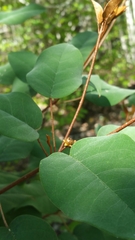 Croton boinensis image