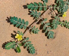 Tribulus pentandrus