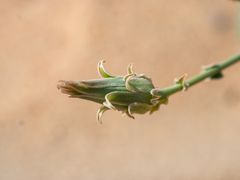 Launaea mucronata cassiniana