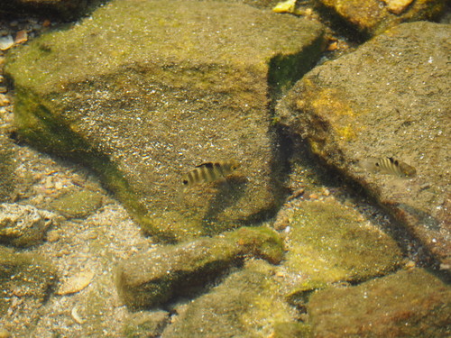 Abudefduf septemfasciatus