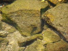 Abudefduf septemfasciatus