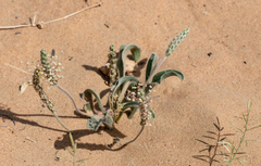 Plantago boissieri