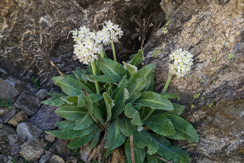 Primula bayernii
