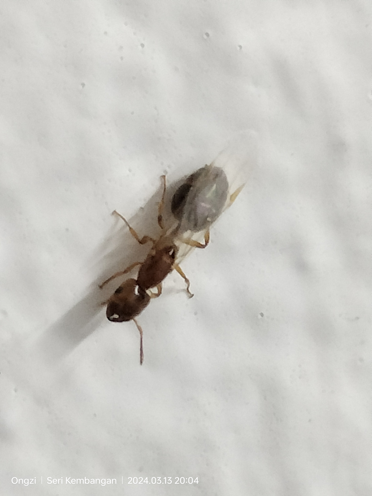 Crematogaster borneensis