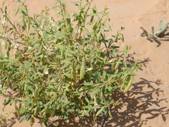 Cleome amblyocarpa
