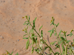 Cleome amblyocarpa