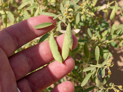 Cleome amblyocarpa