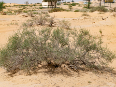 Haloxylon salicornicum
