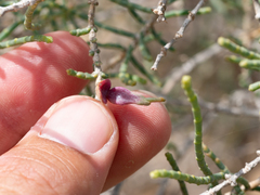 Haloxylon salicornicum